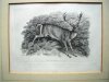 Two Old Engravings of Deer